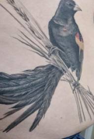 foto di tatuaggio addome tatuaggio ragazzi pancia uccello nero