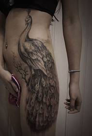vita e fianchi di bellezza sul tatuaggio nero pavone grigio
