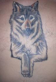 背部彩色逼真的灰狼纹身图案