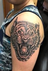 pojat käsivarsilla musta harmaa luonnospiste piikki temppuja luova dominoiva tiikeri pään tatuointi kuvia