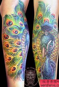 model tatuazhi pallua viçi