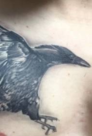 I-tattoo yesifuba somuntu wesilisa isifuba esimnyama crow tattoo isithombe