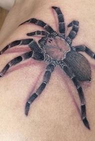 Skulder 3D farge edderkopp tatoveringsmønster