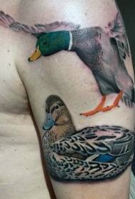 modello di tatuaggio anatra divertente di colore della spalla