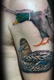vīriešu plecu krāsas pīles tetovējuma attēls