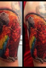 immagine del tatuaggio del pappagallo di stile realistico di colore della spalla
