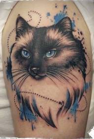 Lindo gato de color brazo con patrón de tatuaje de ojos azules