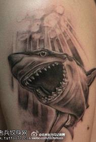 Shredded shark tattoo maitiro