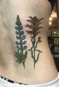 Plant tattoo na materyal ng baywang ng batang babae sa kulay na mga larawan ng tattoo ng halaman