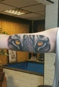 Baile zvířecí tetování mužské studentské paže na barevném obrázku tygra tetování