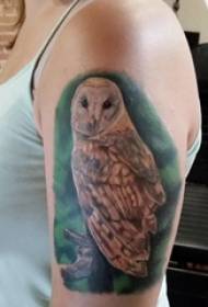 Tattoo ugle pige ugle tatovering billede på armen