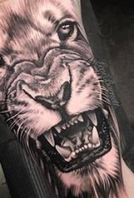 Liūto gėlių rankos tatuiruotės modelio berniuko ranka ant dominuojančio liūto tatuiruotės paveikslo