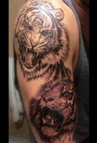 Tigro totemo tatuiruotės vyriška ranka ant tigro tatuiruotės modelio