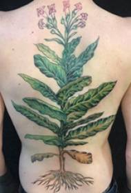 Pianta tatuaggio ragazza sul retro dell'immagine del tatuaggio pianta verde
