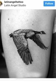 Braccio dello studente maschio del tatuaggio delle oche di HD sull'immagine del tatuaggio delle oche nere