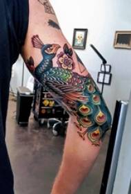 Peacock tattoo picture girl peacock tattoo picture on arm