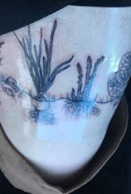 Tatuaggio di tatuosa di pianta pianta in cuscia di pianta di cendra negra