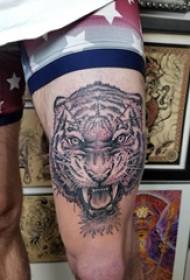 Coscia di tigre maschio del modello del tatuaggio della tigre del fumetto sull'immagine nera del tatuaggio della tigre