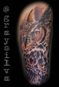 Gufo tatuaggio, zampone maschio, gufo, tatuaggio, foto