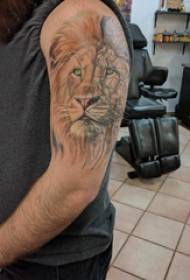 Leona kapo de leono Eŭropo kaj Ameriko vira brako sur kolora leona tatuaje bildo