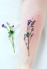 Ti koulè ti ti plant fre tatoo plant fre