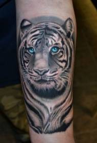 Wzór tatuażu z białego tygrysa z niebieskimi oczami na ramionach