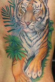 tigris color pictura et stigmata