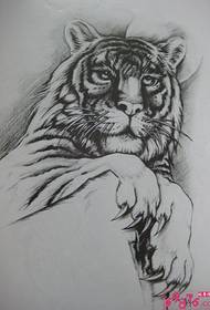 Tiger Tattoo Manuscript Picture
