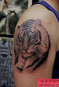 Osisi Tattoo Ọkachamara: Nnukwu ildị Tail Tiger Head Tattoo