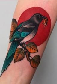 Magpie tetovaža works_10 Ptica magpie tetovaža dizajnira slike tetovaža