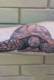 viva testudo tatuaje ŝablono