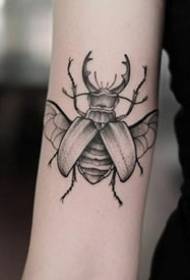 udsøgte sæt af små insekt tatoveringsbilleder