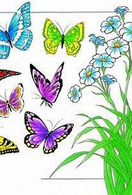 Butterfly Tattoo Pattern: Immagine frontale del modello del tatuaggio della farfalla di colore