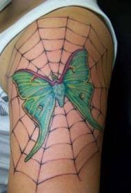ramena barva pajka z motivom vzorca tatoo