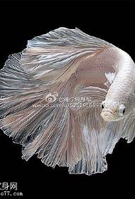Խորը ծովի հատակին սպիտակ գեղեցիկ ձկան ձեռագրերի դաջվածքների օրինակ