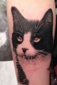 Gambar sembilan tato dianggo ing kucing