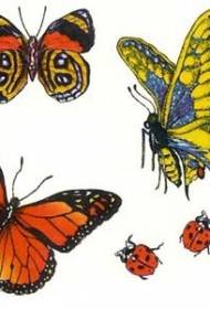 Rukopis tetování vzoru barevný motýl a brouk
