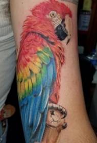 Момчета ръка рисувани акварелна скица творчески татуировка папагал картина