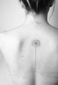 Pola tato dandelion tato