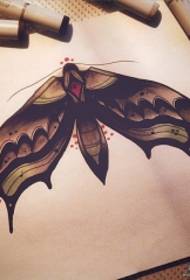 Manoscritto del modello del tatuaggio del lepidottero europeo ed americano della scuola