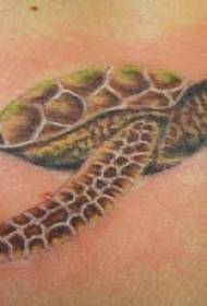 Реално узорак тетоваже корњаче у боји рамена