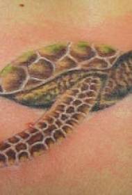 Shoulder color realistic turtle tattoo pattern