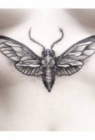 una larga varietà di mudelli di tatuaggi di insetti
