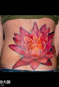 Lotus alvo figuras exemplaris