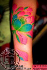 Lotus a splendidis coloris exemplar Threicae