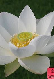 Pag-aalay ng isang pangkat ng mga materyales na lotus tattoo sa mga magulang