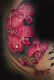 Ang mga pulang Phalaenopsis bulaklak na may hamog ay bumababa ng makatotohanang pattern ng tattoo