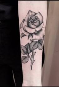 Rose tattoo ภาพประกอบกลุ่มของลวดลายรอยสักดอกกุหลาบที่สวยงามและสวยงาม