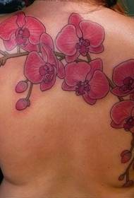 Pembe orkide dövmeler arka renk buket