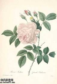 דפוס קעקוע ורד לבן של כתב היד